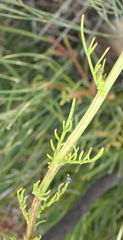 Senecio paniculatus