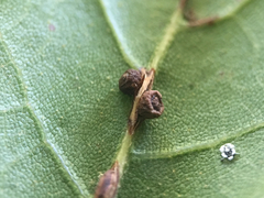 Callirhytis serricornis