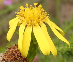 Senecio pinifolius