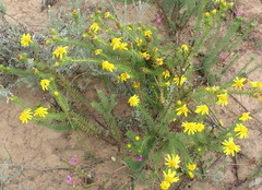 Senecio pinifolius