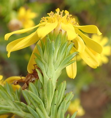 Senecio pinifolius