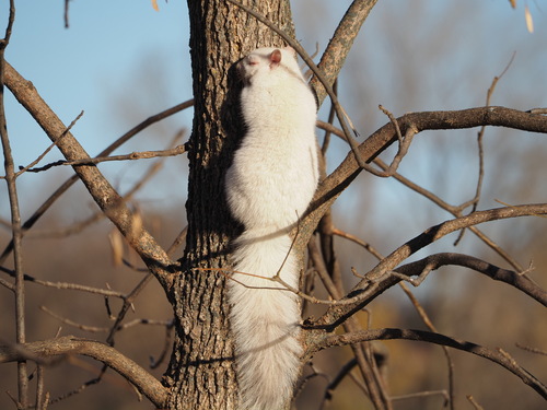 Eastern Gray Squirrel photographed in Minnesota