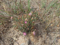 Lampranthus leptosepalus