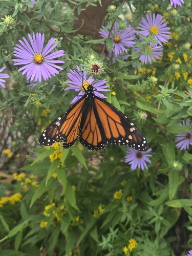 Monarch Butterfly