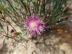 Lampranthus leptosepalus