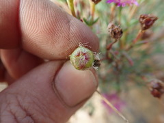 Lampranthus leptosepalus