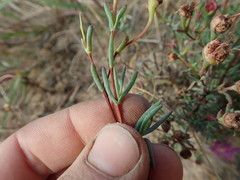 Lampranthus leptosepalus