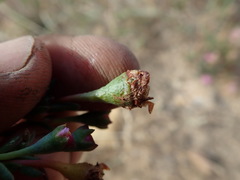 Lampranthus leptosepalus