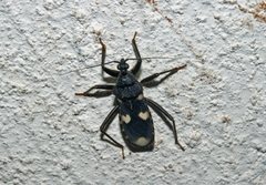 Acanthaspis obscura