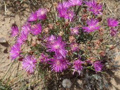 Lampranthus leptosepalus