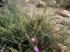 Struthiola striata