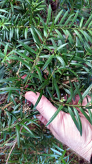 Podocarpus laetus × Podocarpus totara