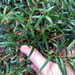 Podocarpus laetus × podocarpus totara - Photo no hay derechos reservados, subido por Peter de Lange