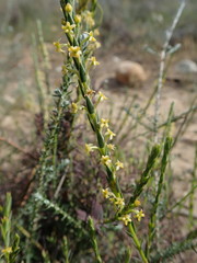 Struthiola striata