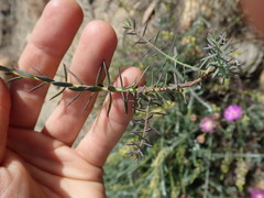 Struthiola striata