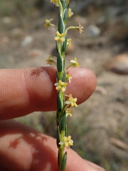 Struthiola striata
