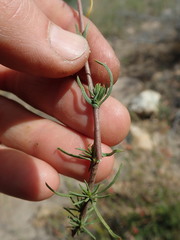Hermannia filifolia