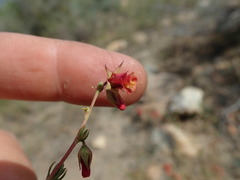 Hermannia filifolia
