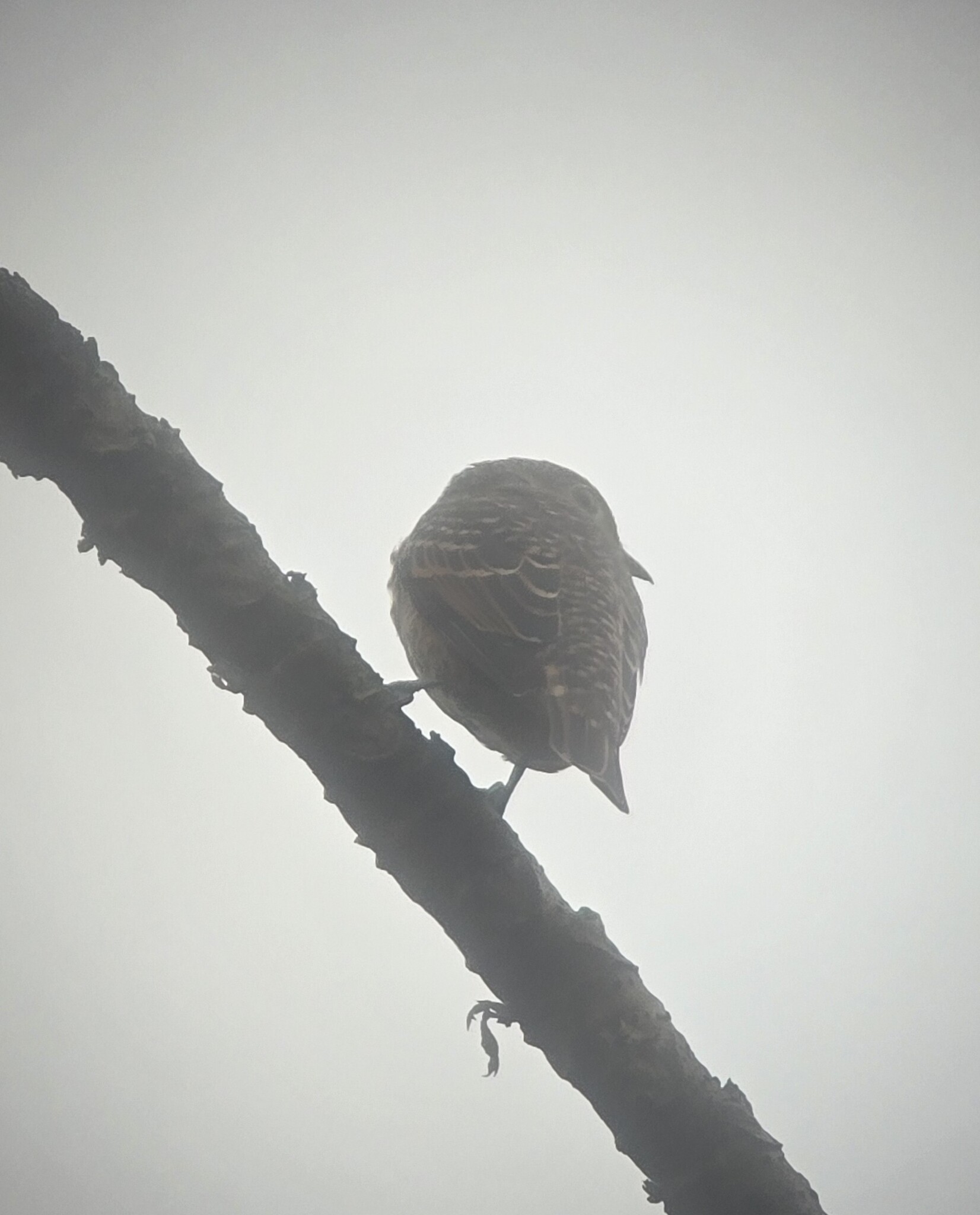 Blue Cotinga (Cotinga nattererii), photo 8