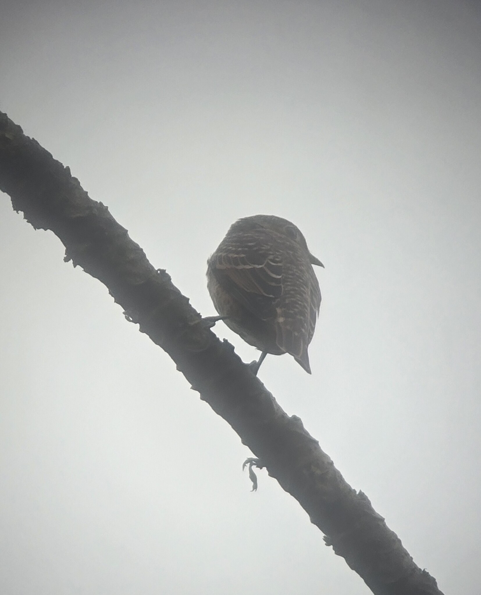 Blue Cotinga (Cotinga nattererii), photo 9