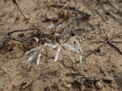 Pelargonium fergusoniae