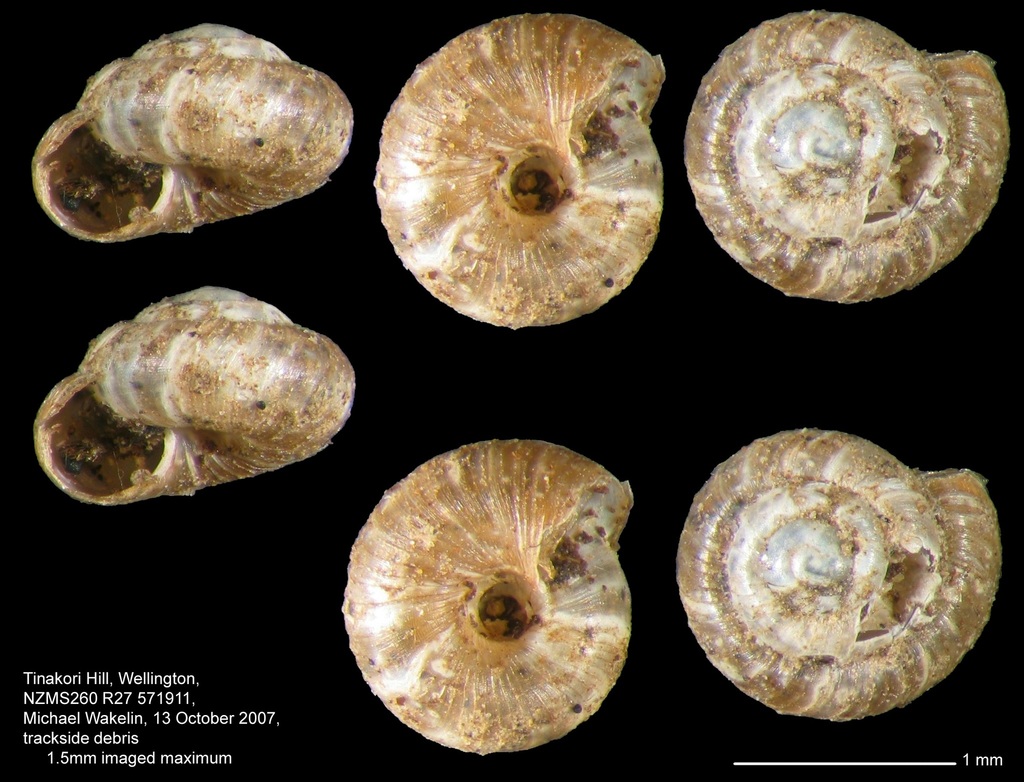 Paralaoma lateumbilicata