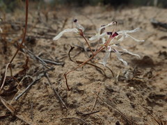 Pelargonium fergusoniae