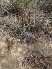 Limonium longifolium