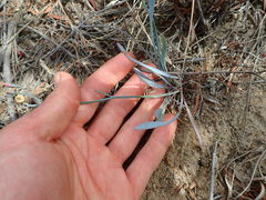 Limonium longifolium