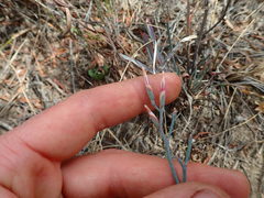 Limonium longifolium
