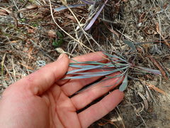 Limonium longifolium