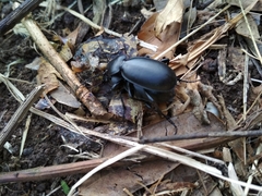 Carabus impressus