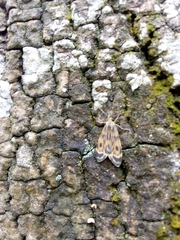 Eucereon phaeoprocta