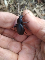 Carabus impressus