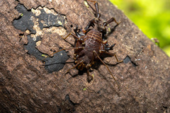 Pachylus paessleri