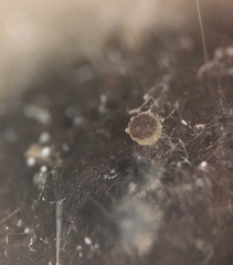 Ascobolus crenulatus