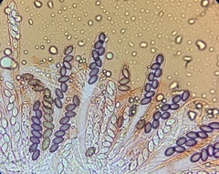 Ascobolus crenulatus