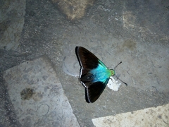 Telegonus alardus latia