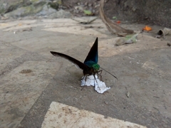 Telegonus alardus latia