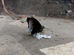 Telegonus alardus latia