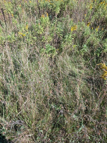 Unknown species found near Cannon Township, MI, USA