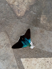 Telegonus alardus latia
