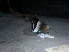 Telegonus alardus latia