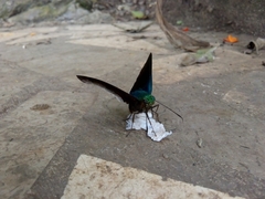 Telegonus alardus latia