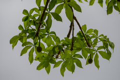 Adansonia digitata image