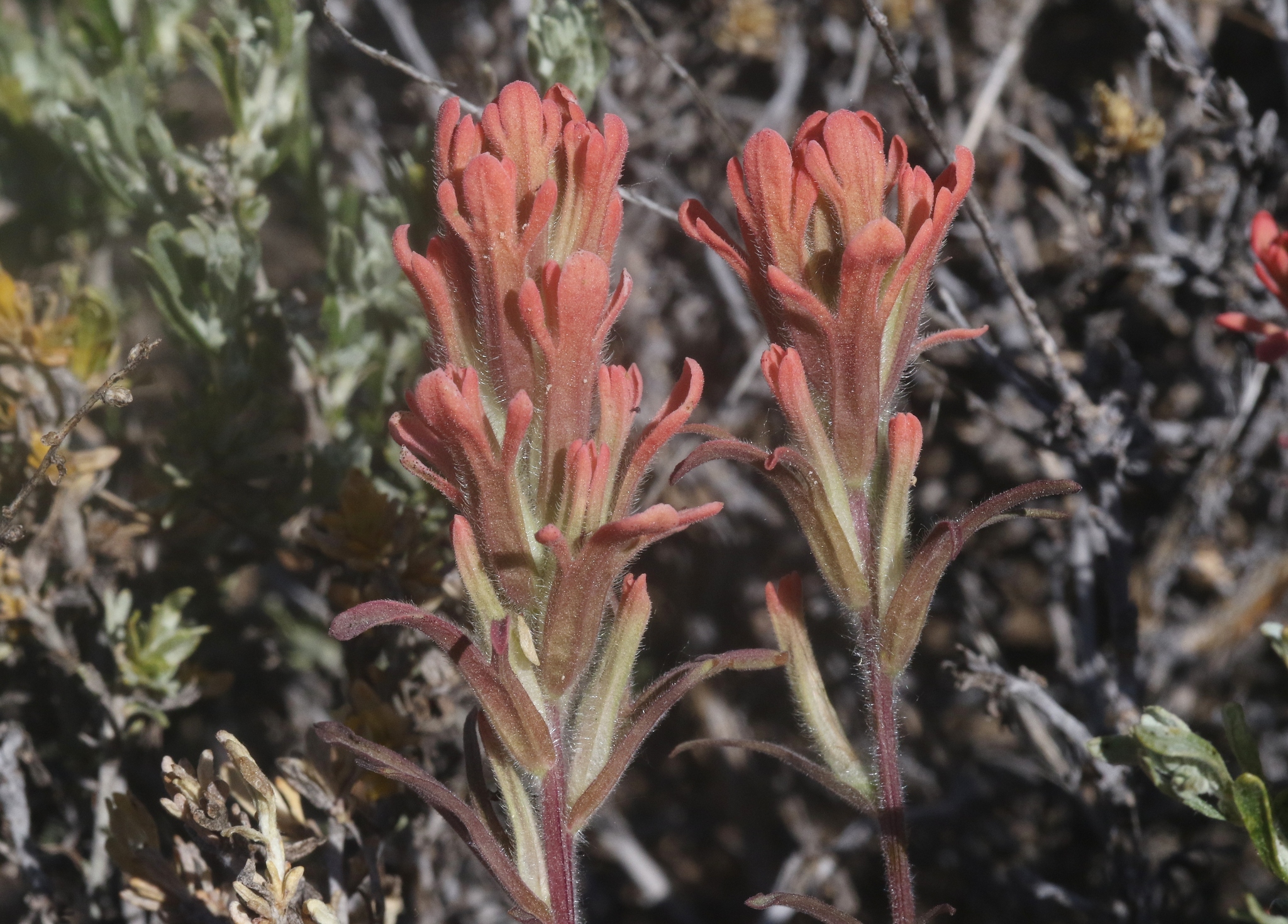 Castilleja praeterita