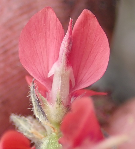 Image of Indigofera alpina by (c) Nicola van Berkel, some rights reserved (CC BY-SA)