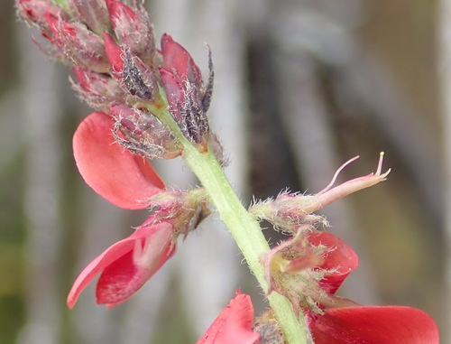 Image of Indigofera alpina by (c) Nicola van Berkel, some rights reserved (CC BY-SA)
