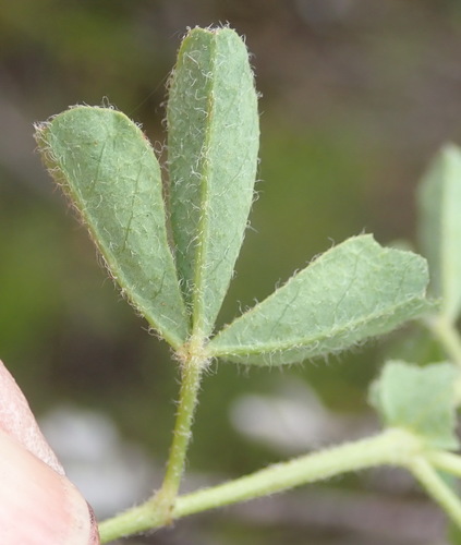 Image of Indigofera alpina by (c) Nicola van Berkel, some rights reserved (CC BY-SA)