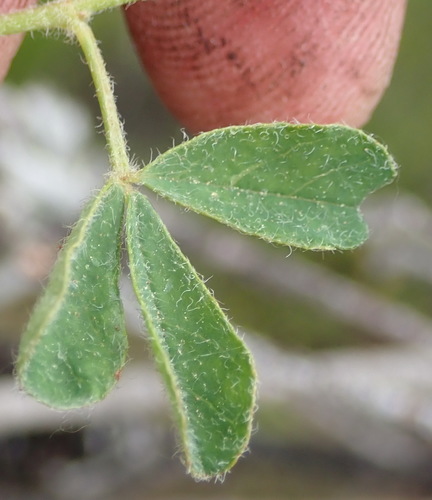 Image of Indigofera alpina by (c) Nicola van Berkel, some rights reserved (CC BY-SA)
